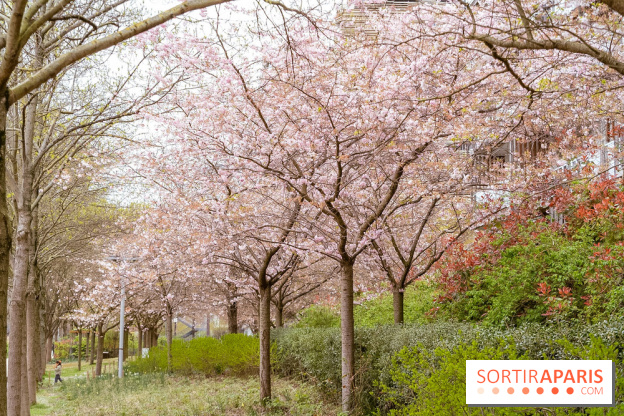 Les cerisiers du parc Martin Luther King - Clichy - Batignoles - A7C08844