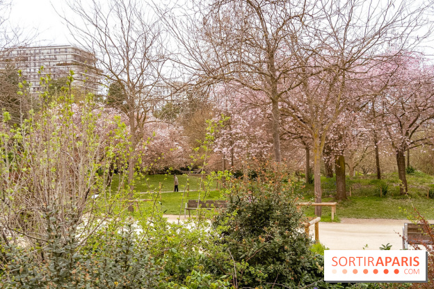 Les cerisiers du parc Martin Luther King - Clichy - Batignoles