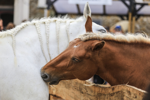La Fête du Cheval, une journée familiale à l’Hippodrome d’Enghien-Soisy - BV BV 5977