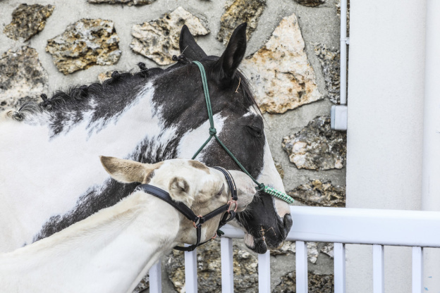 La Fête du Cheval, une journée familiale à l’Hippodrome d’Enghien-Soisy - BV 20250913143413BV1 8445