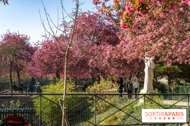 Les pommiers et cerisiers en fleurs du Jardin de Reuilly, Parc de Reuilly à Paris 12e - photos