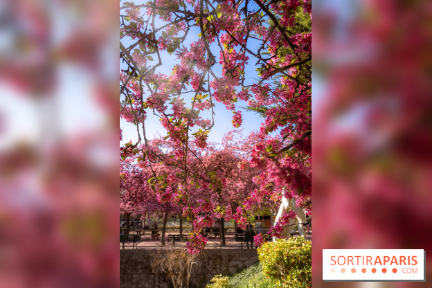 Les pommiers et cerisiers en fleurs du Jardin de Reuilly, Parc de Reuilly à Paris 12e - photos  - A7C09314 Edit
