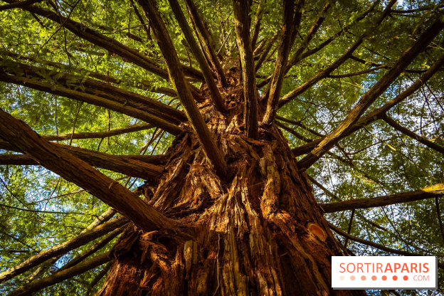 Le jardin botanique de Launay et arboretum de l'Université Paris Saclay à Orsay - les photos - A7C09589