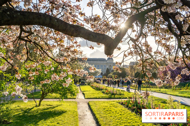 Les floraisons exceptionnelles du Jardin des Plantes 2026 : tulipes, coquelicots et cerisiers - photos - A7C00582