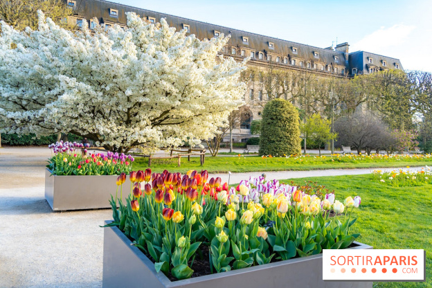 Les floraisons exceptionnelles du Jardin des Plantes 2026 : tulipes, coquelicots et cerisiers - photos