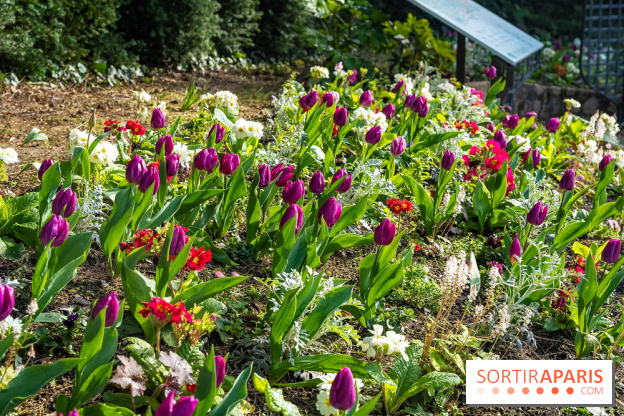 Le Parc de Bagatelle au printemps, cerisier, tulipes et jonquilles - photos - A7C00660