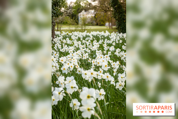 Le Parc de Bagatelle au printemps, cerisier, tulipes et jonquilles - photos