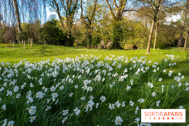 Le Parc de Bagatelle au printemps, cerisier, tulipes et jonquilles - photos