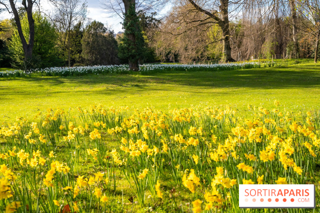 Le Parc de Bagatelle au printemps, cerisier, tulipes et jonquilles - photos
