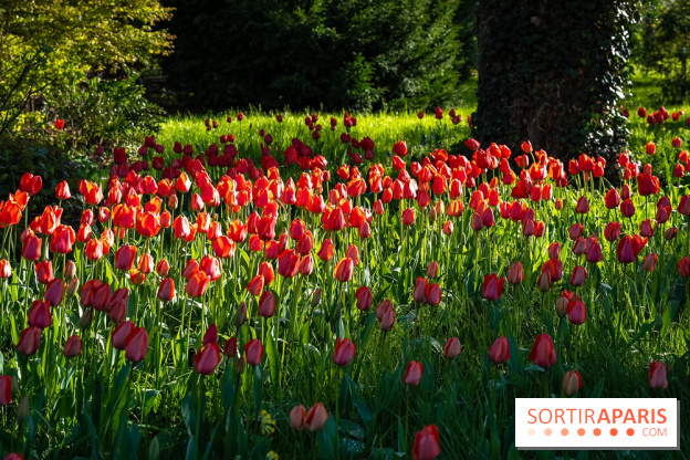 Le Parc de Bagatelle au printemps, cerisier, tulipes et jonquilles - photos