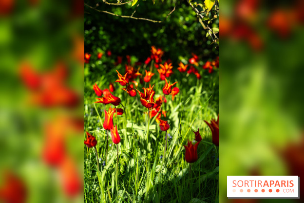 Le Parc de Bagatelle au printemps, cerisier, tulipes et jonquilles - photos