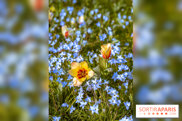 Le Parc de Bagatelle au printemps, cerisier, tulipes et jonquilles - photos