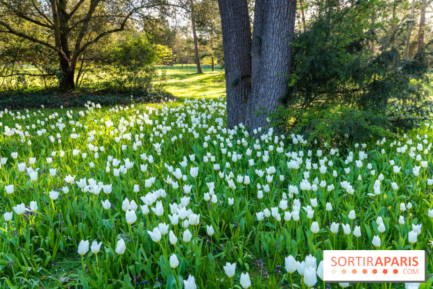 Le Parc de Bagatelle au printemps, cerisier, tulipes et jonquilles - photos