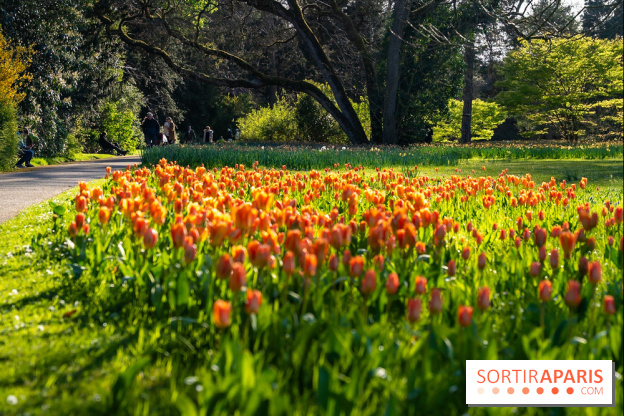 Le Parc de Bagatelle au printemps, cerisier, tulipes et jonquilles - photos