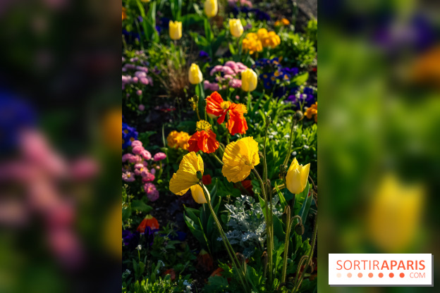 Le Parc de Bagatelle au printemps, cerisier, tulipes et jonquilles - photos