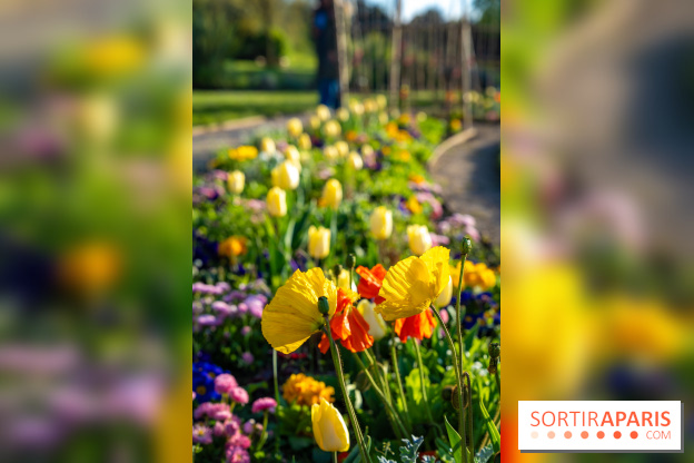 Le Parc de Bagatelle au printemps, cerisier, tulipes et jonquilles - photos