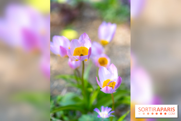 Le Parc de Bagatelle au printemps, cerisier, tulipes et jonquilles - photos