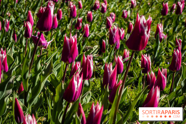 Les tulipes du Château de Dampierre, son jardin anglais et le jardin Le Nôtre