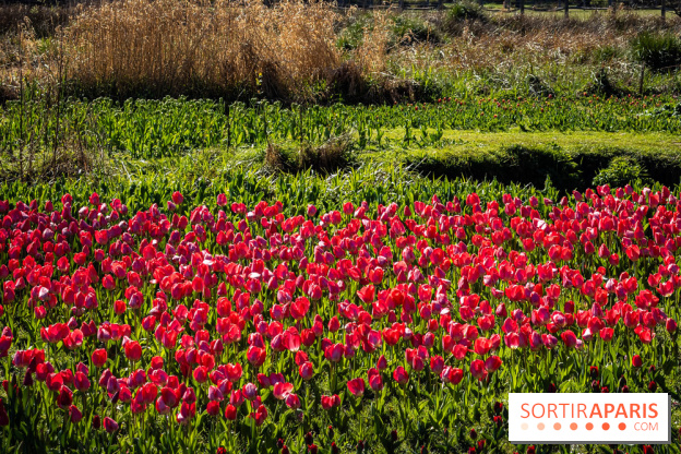 Les tulipes du Château de Dampierre, son jardin anglais et le jardin Le Nôtre