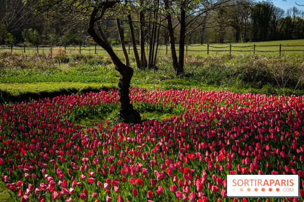 Les tulipes du Château de Dampierre, son jardin anglais et le jardin Le Nôtre
