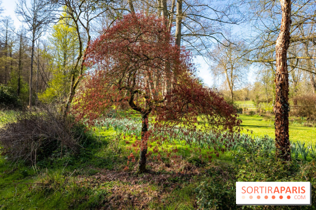 Les tulipes du Château de Dampierre, son jardin anglais et le jardin Le Nôtre - IMG 2925