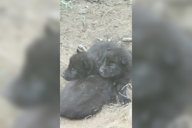Les Petits louveteaux de la Forêt des loups