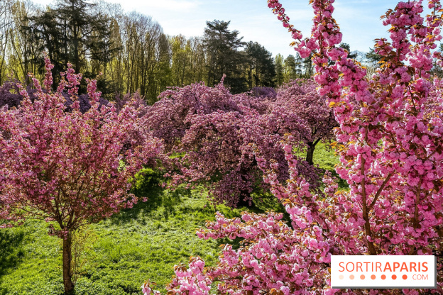 Hanami au Parc de Sceaux 2026, les cerisiers en fleurs et ses  animations