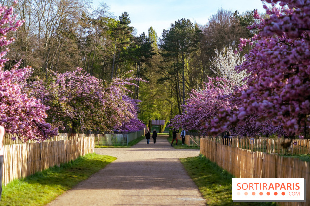 Hanami au Parc de Sceaux 2026, les cerisiers en fleurs et ses  animations - A7C01497