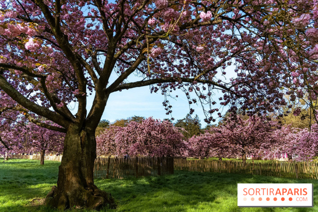 Hanami au Parc de Sceaux 2026, les cerisiers en fleurs et ses  animations