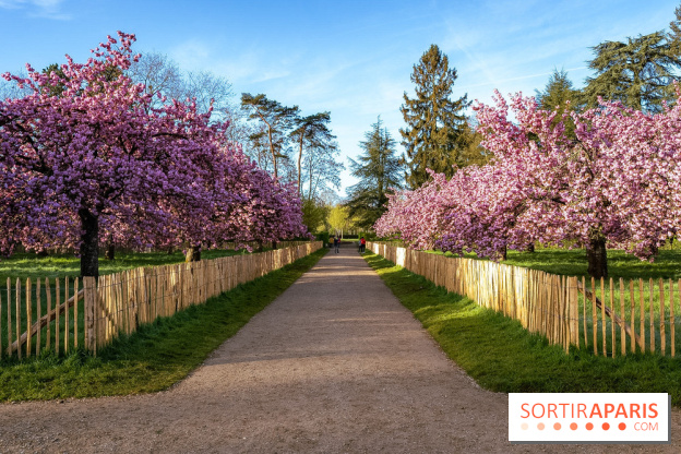 Hanami au Parc de Sceaux 2026, les cerisiers en fleurs et ses  animations