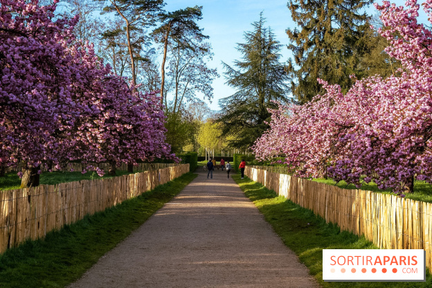 Hanami au Parc de Sceaux 2026, les cerisiers en fleurs et ses  animations