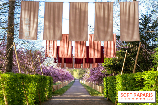Hanami au Parc de Sceaux 2026, les cerisiers en fleurs et ses  animations