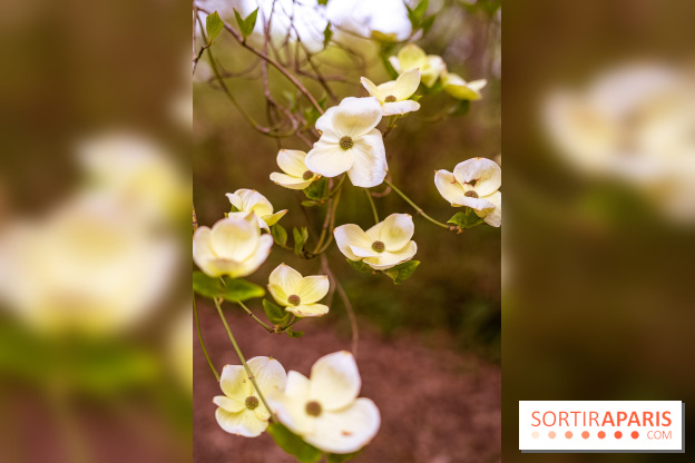 Château de Courson et son domaine : Parc Botanique et Jardin Remarquable en Région Parisienne  - A7C02947