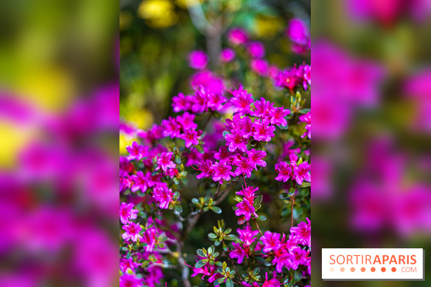 Parc et Jardins du Château de Fontainebleau - les photos  - A7C04481