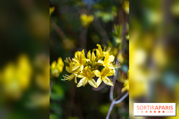 Parc et Jardins du Château de Fontainebleau - les photos  - A7C04482