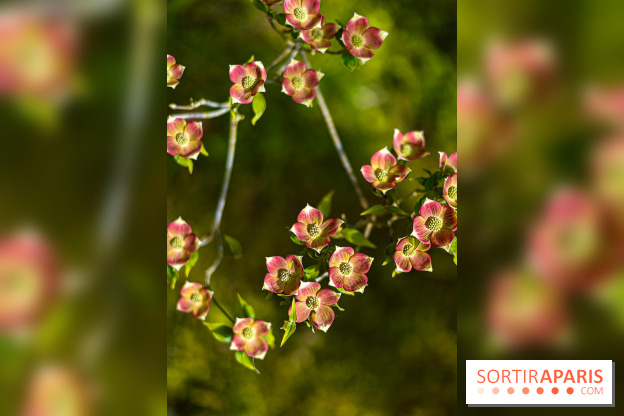 Parc et Jardins du Château de Fontainebleau - les photos  - A7C04484