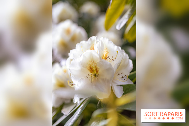 Parc et Jardins du Château de Fontainebleau - les photos  - A7C04469