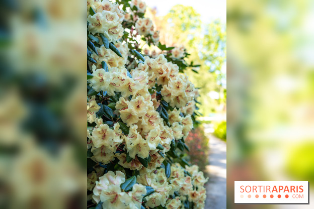 Parc et Jardins du Château de Fontainebleau - les photos  - A7C04819