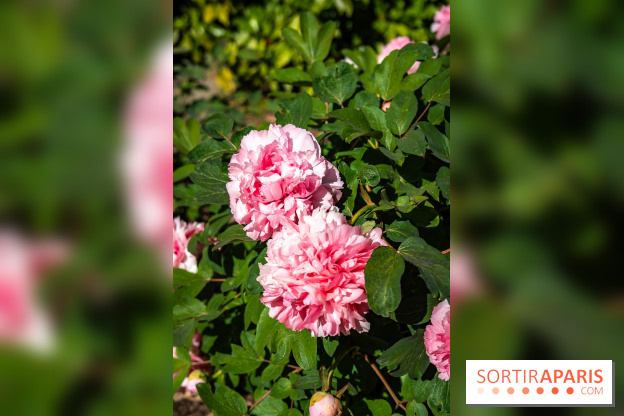 Parc et Jardins du Château de Fontainebleau - les photos  - A7C04810