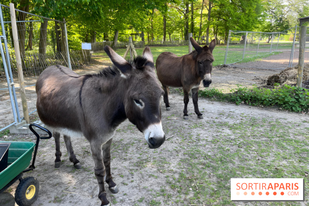 Avon'Ânes, les balades avec des ânes, à Avon - nos photos - IMG 7768