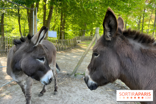 Avon'Ânes, les balades avec des ânes, à Avon - nos photos - IMG 7769