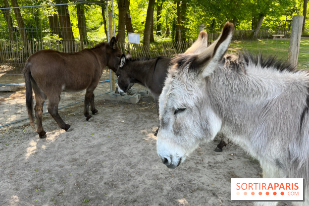 Avon'Ânes, les balades avec des ânes, à Avon - nos photos - IMG 7778