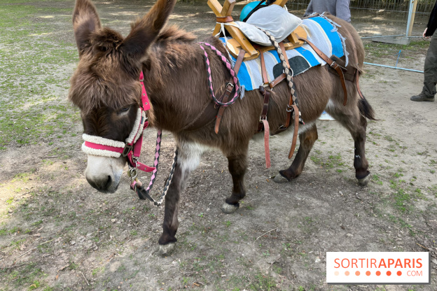 Avon'Ânes, les balades avec des ânes, à Avon - nos photos - IMG 7779