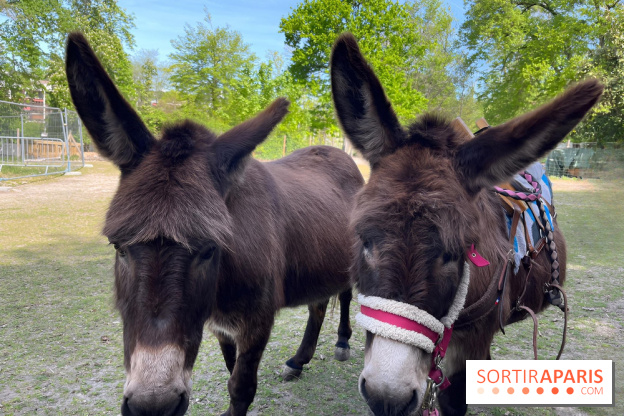 Avon'Ânes, les balades avec des ânes, à Avon - nos photos - IMG 7780