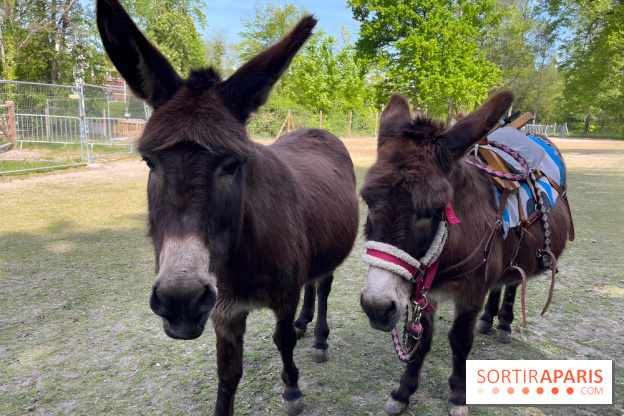 Avon'Ânes, les balades avec des ânes, à Avon - nos photos - IMG 7781