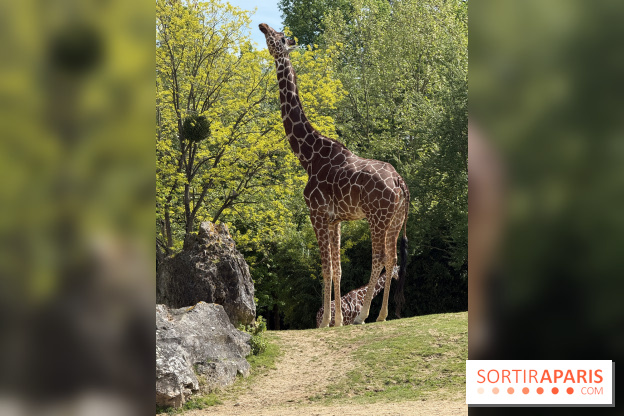 ZooParc de Beauval et Hôtel Les Pagodes de Beauval - IMG 5377