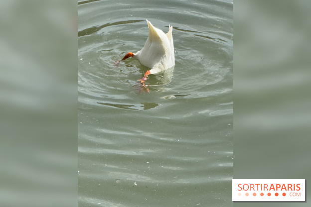 ZooParc de Beauval et Hôtel Les Pagodes de Beauval - IMG 5382