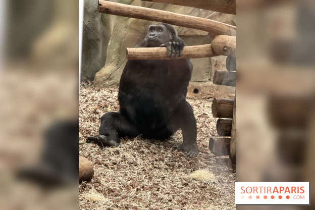 ZooParc de Beauval et Hôtel Les Pagodes de Beauval - IMG 5425