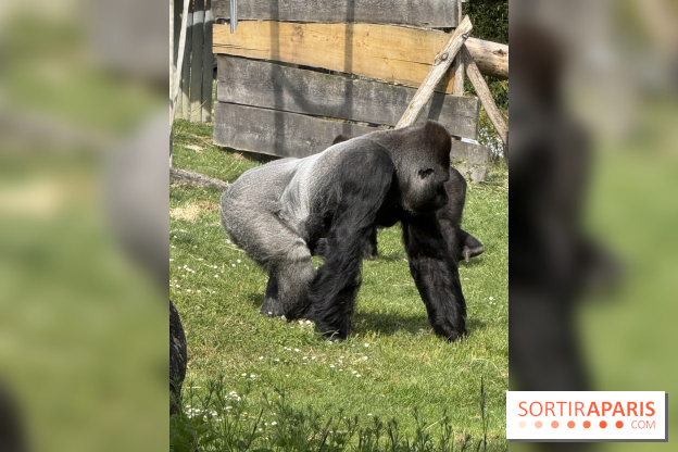 ZooParc de Beauval et Hôtel Les Pagodes de Beauval - IMG 5436