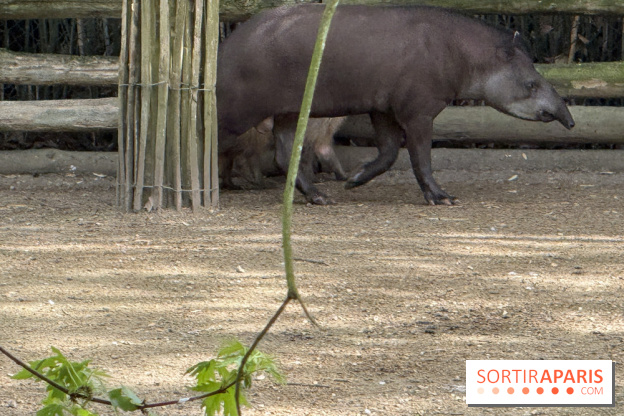 ZooParc de Beauval et Hôtel Les Pagodes de Beauval - IMG 5449